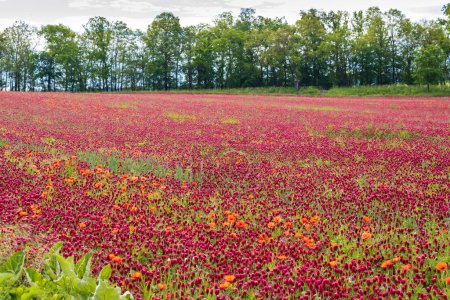 Photo for Field full of red clovers - Royalty Free Image