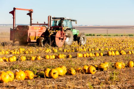 Photo for Pumpkin field with a tractor during the harvest, Lower Austria - Royalty Free Image