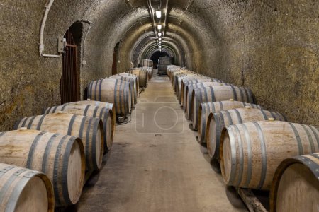 Téléchargez les photos : Caves à vin avec tonneaux, vin traditionnel appelé Bikaver près d'Eger, Hongrie - en image libre de droit