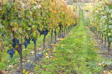 Foto de Uvas azules Cabernet Moravia en el viñedo de otoño, sur de Moravia, República Checa - Imagen libre de derechos