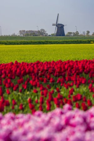 Foto de Field of tulips with Ondermolen windmill near Alkmaar, The Netherlands - Imagen libre de derechos