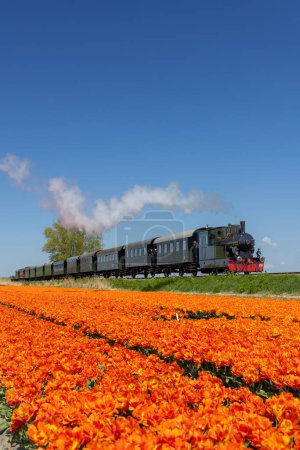Téléchargez les photos : Train à vapeur avec champ de tulipes, Hoorn - Medemblik, Noord Holland, Pays-Bas - en image libre de droit