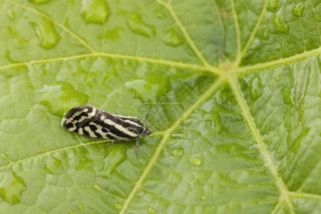 Photo for Grape phylloxera on the leaf - Royalty Free Image