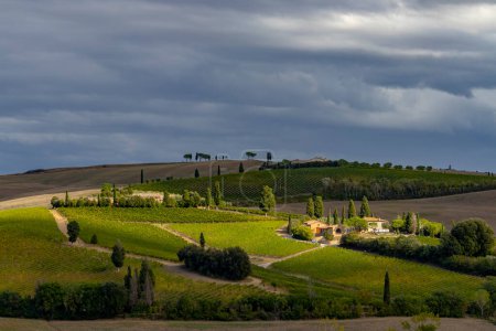 Foto de Paisaje típico toscano con viñedo cerca de Montalcino, Toscana, Italia - Imagen libre de derechos