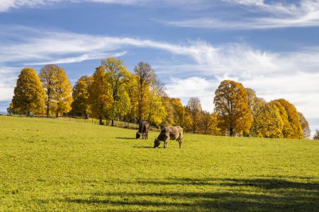 Téléchargez les photos : Paysage d'automne de la région de Dachstein, Autriche - en image libre de droit