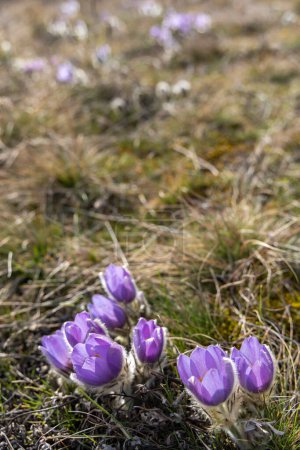 Téléchargez les photos : Fleur pascale, Parc national de Podyji, Moravie du Sud, République tchèque - en image libre de droit