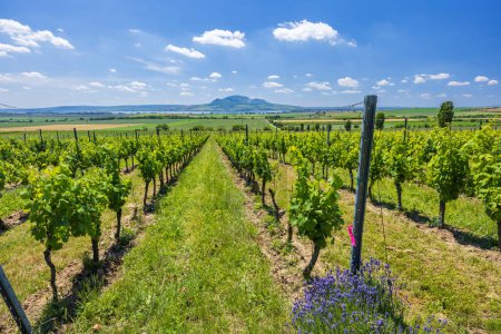 Téléchargez les photos : Vignobles sous Palava près de Sonberk, Moravie du Sud, République tchèque - en image libre de droit