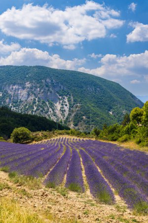 Foto de Lavender field near Montbrun les Bains and Sault, Provence, France - Imagen libre de derechos