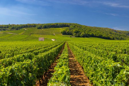 Typical vineyards near Clos de Vougeot, Cote de Nuits, Burgundy, France