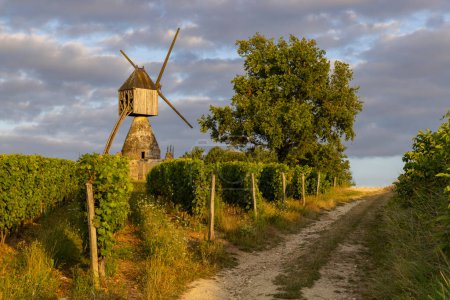 Foto de Molino de viento de La Tranchee y viñedo cerca de Montsoreau, Pays de la Loire, Francia - Imagen libre de derechos
