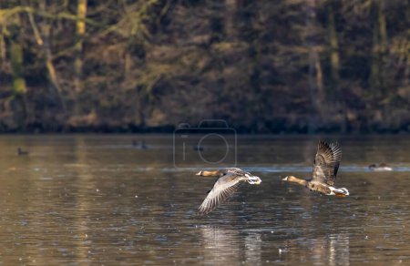 Photo for Great Goose, (Anser anser), Southern Bohemia, Czech Republic - Royalty Free Image