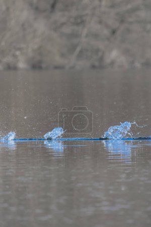 Photo for Waves on the surface of the water from a collision. Drop of water drop to the surface. - Royalty Free Image