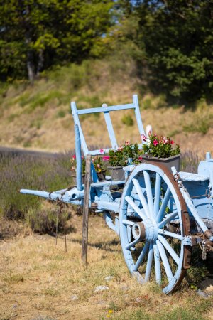 Téléchargez les photos : Chariot en bois bleu avec lavandes - en image libre de droit