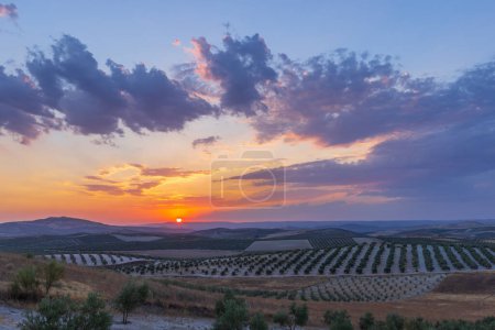 Photo for Typical Andalusian landscape during sunset, Spain - Royalty Free Image
