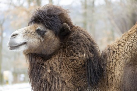 Téléchargez les photos : Chameau au zoo d'hiver, Brno, République tchèque - en image libre de droit