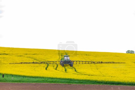 Foto de Campo de colza de primavera con tractor fertilizante - Imagen libre de derechos