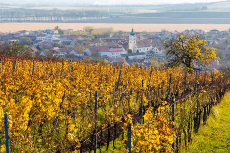 Photo for Autumn vineyards in Blatnice pod Svatym Antoninkem, Southern Moravia, Czech Republic - Royalty Free Image