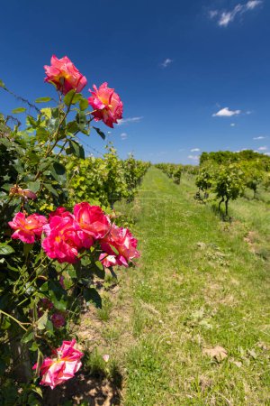 Foto de Rosas en viñedo, Polesovice, Moravia del Sur, República Checa - Imagen libre de derechos