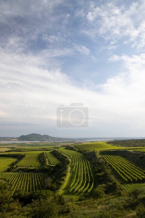 Téléchargez les photos : Vignobles près de Nove Mlyny réservoir avec Palava, Moravie du Sud, République tchèque - en image libre de droit