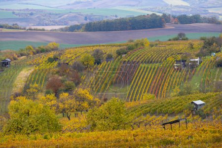 Foto de Viña de otoño cerca de Mutenice, Moravia del Sur, República Checa - Imagen libre de derechos