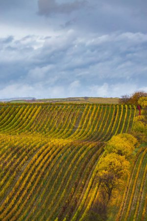 Téléchargez les photos : Vignoble d'automne près de Cejkovice, Moravie du Sud, République tchèque - en image libre de droit