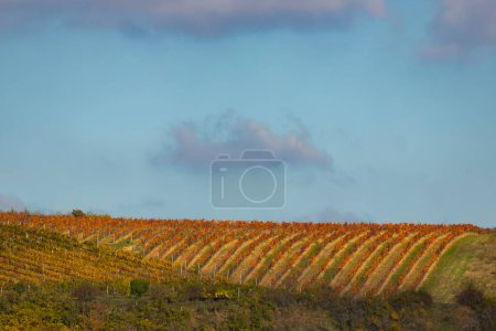 Photo for Autumn vineyard Kravi hora, Znojmo region, Southern Bohemia, Czech Republic - Royalty Free Image