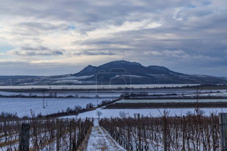 Téléchargez les photos : Vignobles d'hiver sous Palava près de Sonberk, Moravie du Sud, République tchèque - en image libre de droit
