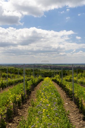 Photo for Floral spacing in organic vineyard, Southern Moravia, Czech Republic - Royalty Free Image
