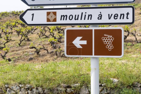 Foto de Ruta del vino cerca del molino de viento (Moulin a vent de Romaneche-Thorins), Chenas, Beaujolais, Saone-et-Loire, Bourgogne-Franche-Comte, Francia - Imagen libre de derechos