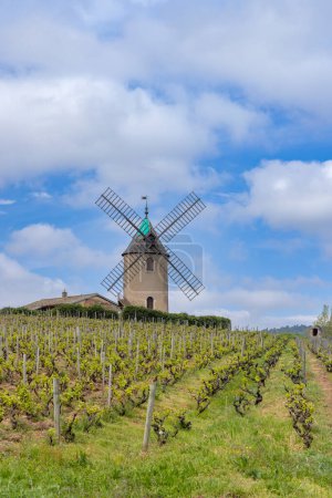 Foto de Molino (Moulin a vent de Romaneche-Thorins), Chenas, Beaujolais, Saone-et-Loire, Bourgogne-Franche-Comte, Francia - Imagen libre de derechos