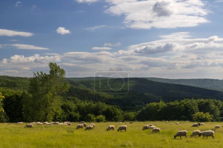 Photo for Spring landscape with white sheep in White Carpathians, Czech Republic - Royalty Free Image