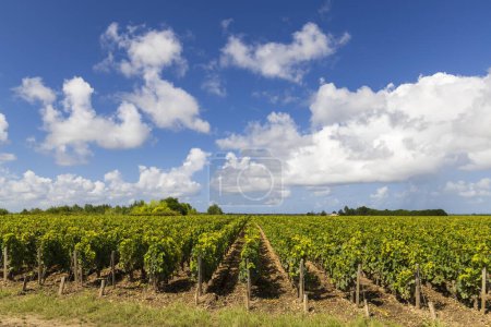 Photo for Vineyards with Chateau Cos d'Estournel, Bordeaux, Aquitaine, France - Royalty Free Image