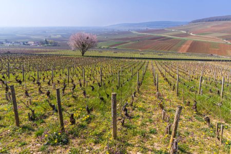 Foto de Viñedos de primavera cerca de Aloxe-Corton, Borgoña, Francia - Imagen libre de derechos