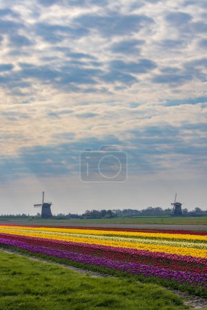 Foto de Campo de tulipanes con molino de viento Ondermolen cerca de Alkmaar, Países Bajos - Imagen libre de derechos