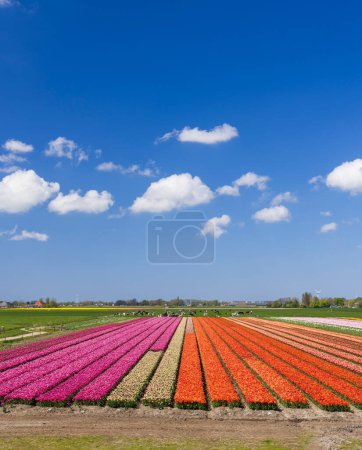 Téléchargez les photos : Champ de tulipes près de Alkmaar, Pays-Bas - en image libre de droit
