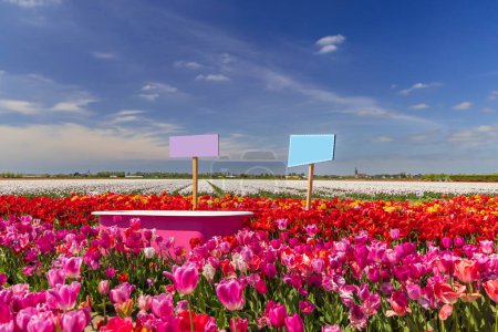Photo for Field of tulips with pink bathtub near Keukenhof, The Netherlands - Royalty Free Image