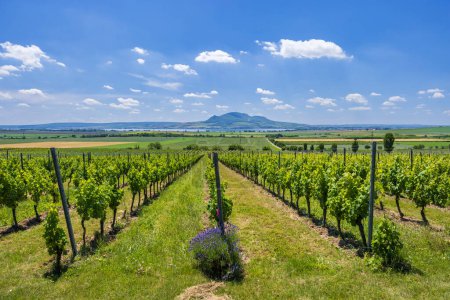 Téléchargez les photos : Vignobles sous Palava près de Sonberk, Moravie du Sud, République tchèque - en image libre de droit