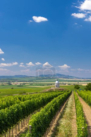 Téléchargez les photos : Vignoble près de Velke Bilovice, Moravie du Sud, République tchèque - en image libre de droit