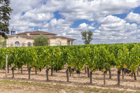 Téléchargez les photos : Vignobles typiques près de Château Petrus, Pomerol, Aquitaine, France - en image libre de droit