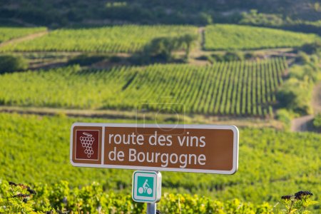Photo for Wine road near Solutre, Burgundy, France - Royalty Free Image