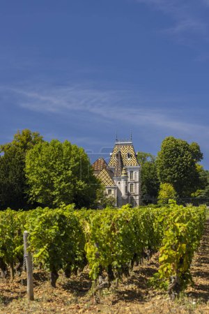Photo for Typical vineyards near Aloxe-Corton, Cote de Nuits, Burgundy, France - Royalty Free Image