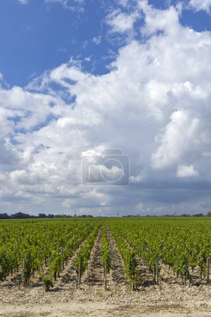 Photo for Typical vineyards near Chateau Dauzac, Margaux, Medoc, Bordeaux, Aquitaine, France - Royalty Free Image