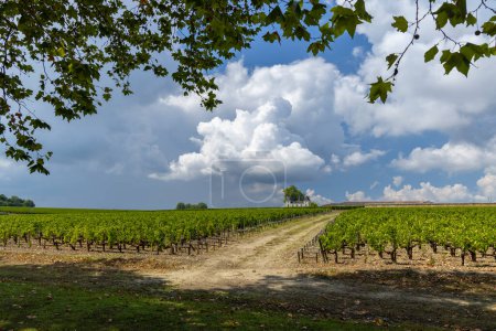 Téléchargez les photos : Vignobles près de Margaux (Château Margaux), Bordeaux, Aquitaine, France - en image libre de droit