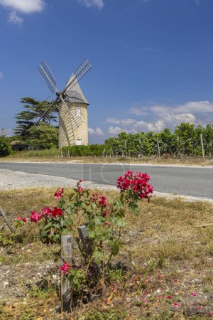 Photo for Vineyards with Lamarque windmill, Haut-Medoc, Bordeaux, Aquitaine, France - Royalty Free Image