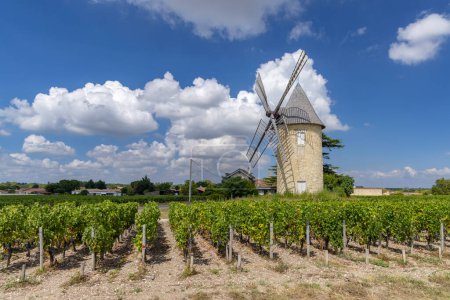 Téléchargez les photos : Vignobles avec moulin Lamarque, Haut-Medoc, Bordeaux, Aquitaine, France - en image libre de droit