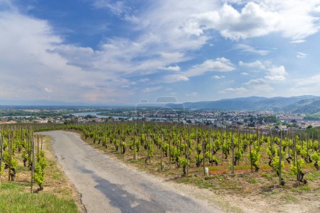 Photo for Grand cru vineyard, Tain l'Hermitage, Rhone-Alpes, France - Royalty Free Image