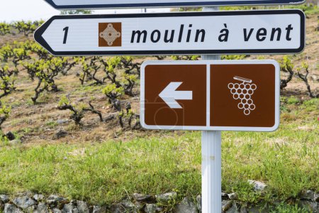 Foto de Ruta del vino cerca del molino de viento (Moulin a vent de Romaneche-Thorins), Chenas, Beaujolais, Saone-et-Loire, Bourgogne-Franche-Comte, Francia - Imagen libre de derechos
