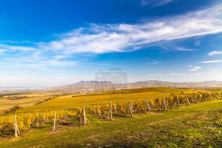 Téléchargez les photos : Vignobles près de Dolni Dunajovice en Palava, Moravie du Sud, République Tchèque - en image libre de droit