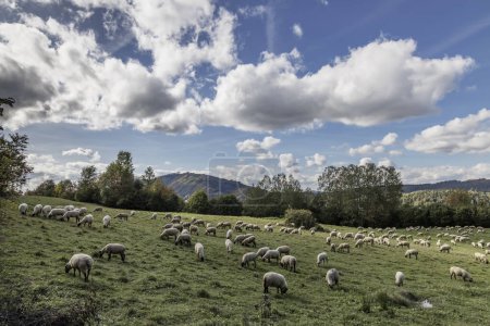 Photo for Sheep herd near Terchova, Mala Fatra, Slovakia - Royalty Free Image