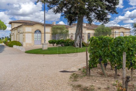 Foto de Viñedos típicos cerca de Chateau Petrus, Pomerol, Aquitania, Francia - Imagen libre de derechos